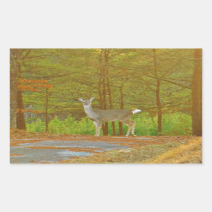 STICKER RECTANGULAIRE DSCF4041.JPG