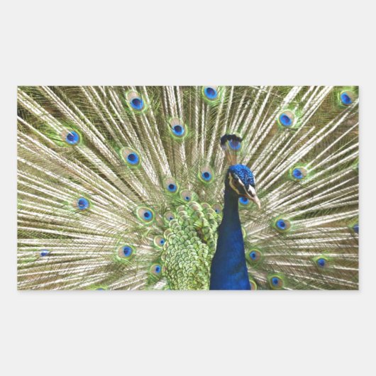 Sticker Rectangulaire Écran Peacock (Devant)