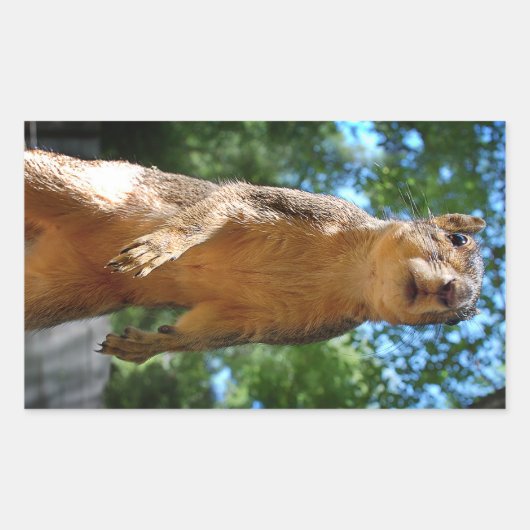 Sticker Rectangulaire Écureuil droit (Devant)