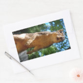 Sticker Rectangulaire Écureuil droit (Enveloppe)