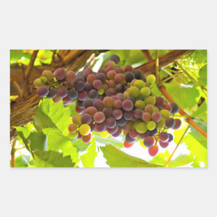 Sticker Rectangulaire Élégant arbre à raisins