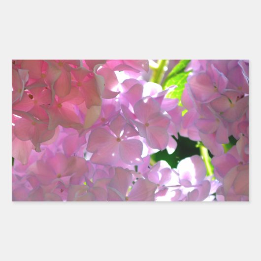 Sticker Rectangulaire Elégant flores rose douce hydrangée rose rose (Devant)