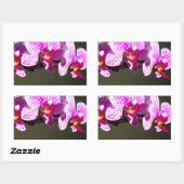 Sticker Rectangulaire Élégant rose fleurs tropicales orchidées (Feuille)
