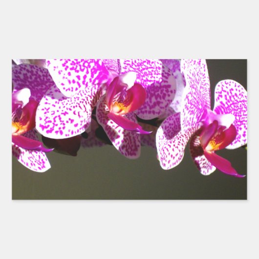 Sticker Rectangulaire Élégant rose fleurs tropicales orchidées (Devant)