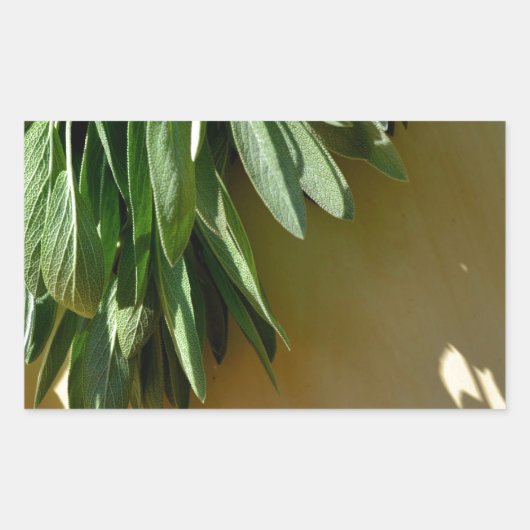Sticker Rectangulaire Élégante plante verte feuille herbes fraîches coup (Devant)
