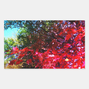 Sticker Rectangulaire Élégants arbres d'automne feuilles roses rouges