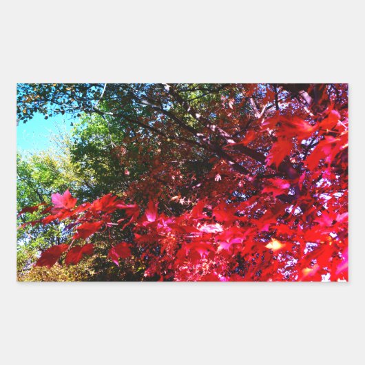 Sticker Rectangulaire Élégants arbres d'automne feuilles roses rouges (Devant)