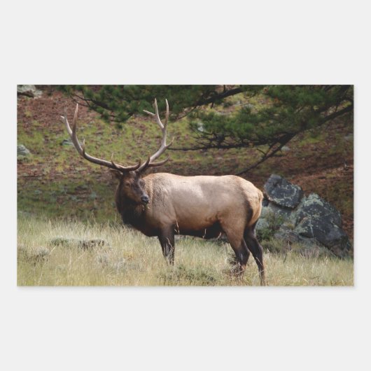 Sticker Rectangulaire Elk dans l'autocollant sauvage (Devant)