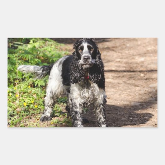 Sticker Rectangulaire english cocker spaniel noir roan plein (Devant)
