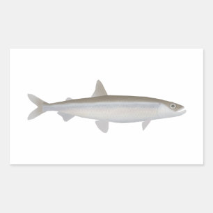 Sticker Rectangulaire Éperlan européen