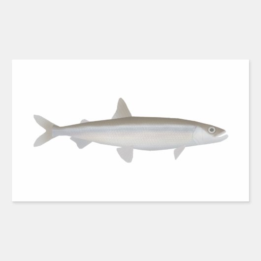 Sticker Rectangulaire Éperlan européen (Devant)