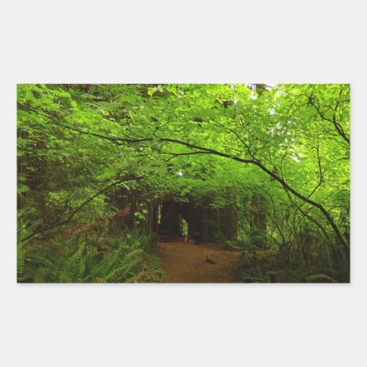 Sticker Rectangulaire Érables dans la forêt de séquoias (Devant)