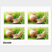 Sticker Rectangulaire Escargots (Feuille)