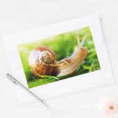 Sticker Rectangulaire Escargots (Enveloppe)