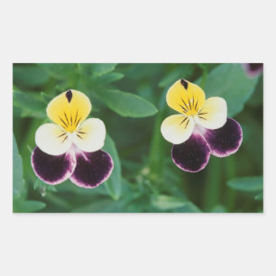 Sticker Rectangulaire États-Unis, Utah, Cache Valley, Johnny Jump Up