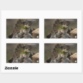 Sticker Rectangulaire Été - American Pica (Feuille)