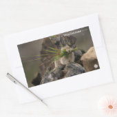 Sticker Rectangulaire Été - American Pica (Enveloppe)