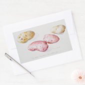 Sticker Rectangulaire Étude sur la pomme de terre 1993 (Enveloppe)