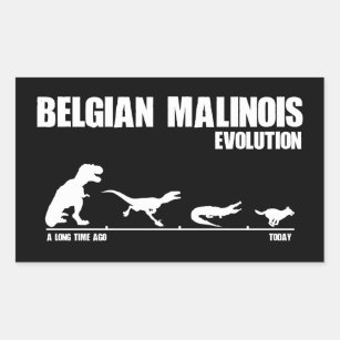 Sticker Rectangulaire Évolution du Malinois belge