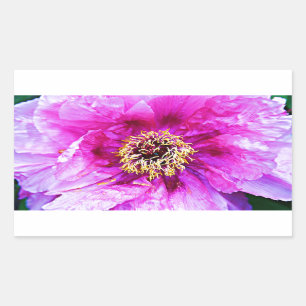 Sticker Rectangulaire Explosion rose