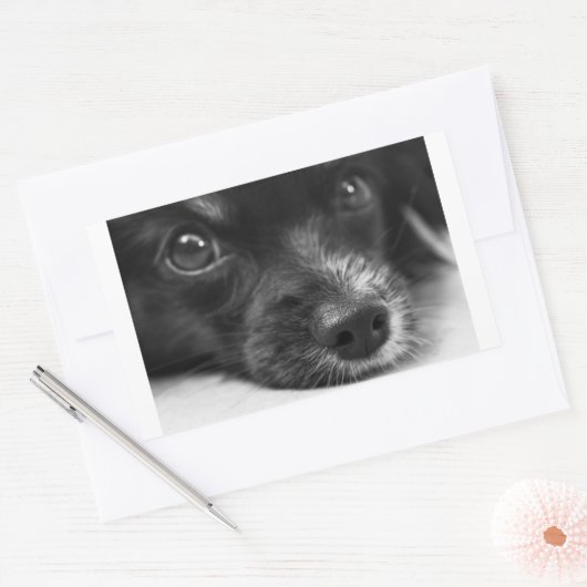 Sticker Rectangulaire face papillon (Enveloppe)