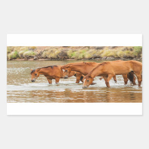 Sticker Rectangulaire Famille de Cheval Brown à la rivière