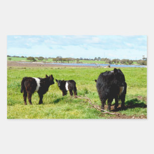 Sticker Rectangulaire Famille De Vaches Galloway Dans Le Pays,