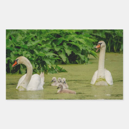 Sticker Rectangulaire Famille Swan (Devant)