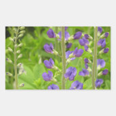 Sticker Rectangulaire Faux Indigo (Baptisia australis) (Devant)