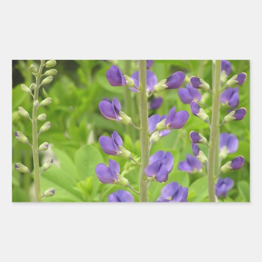 Sticker Rectangulaire Faux Indigo (Baptisia australis) (Devant)