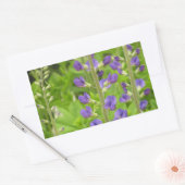 Sticker Rectangulaire Faux Indigo (Baptisia australis) (Enveloppe)
