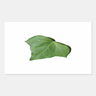 Sticker Rectangulaire Feuille de lierre