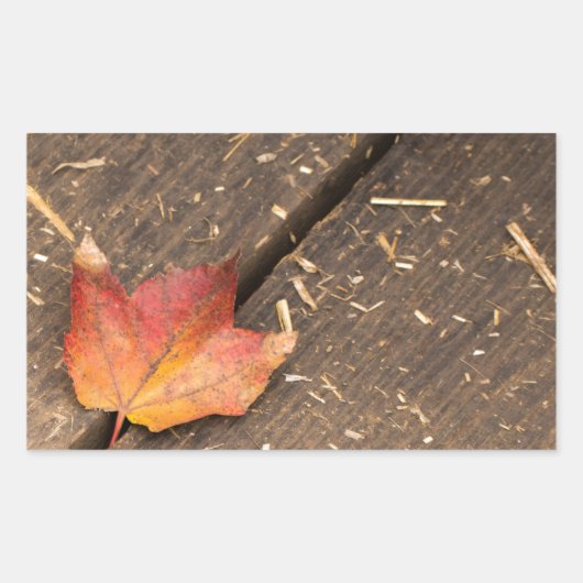 Sticker Rectangulaire Feuille d'érable unique à l'automne (Devant)