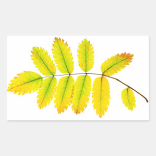 Sticker Rectangulaire Feuilles d'automne du rowan