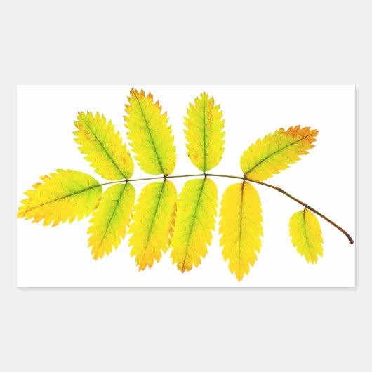 Sticker Rectangulaire Feuilles d'automne du rowan (Devant)