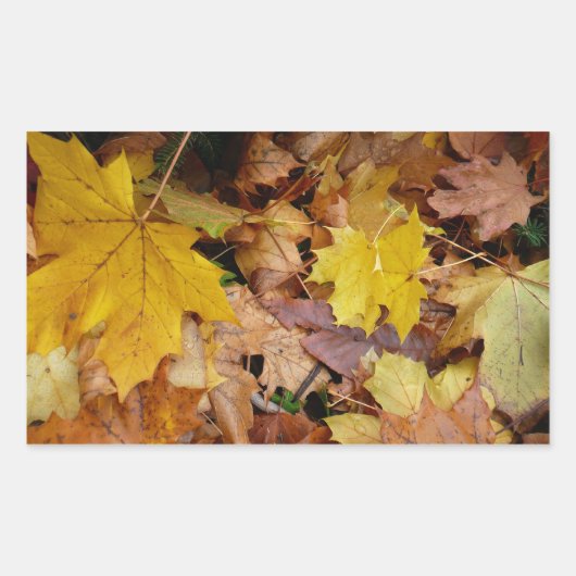 Sticker Rectangulaire Feuilles de Érable Tombées Jaune Automne Nature (Devant)