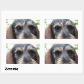 Sticker Rectangulaire Fil miniature Haired Dachshund (Feuille)