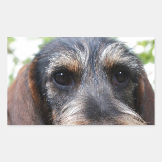 Sticker Rectangulaire Fil miniature Haired Dachshund (Devant)