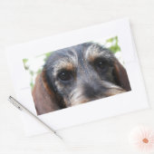 Sticker Rectangulaire Fil miniature Haired Dachshund (Enveloppe)
