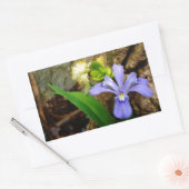 Sticker Rectangulaire Fleur blanche pourpre bleu Iris (Enveloppe)