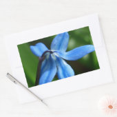 Sticker Rectangulaire Fleur Bluebell (Enveloppe)