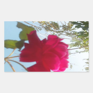 Sticker Rectangulaire Fleur céleste : Un Rose contre le ciel