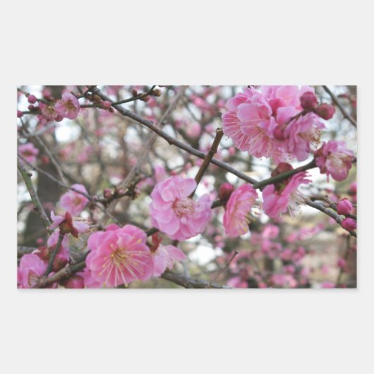 Sticker Rectangulaire Fleur de cerisier rose / Sakura / ク(桜) (Devant)