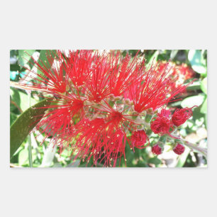 Sticker Rectangulaire Fleur de fond Rouge Tropical Floral