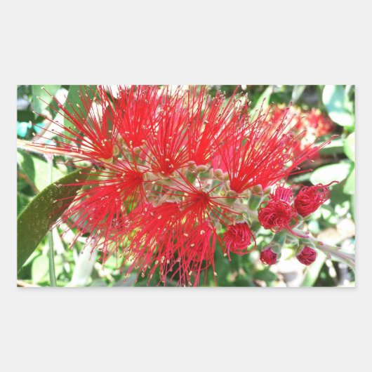 Sticker Rectangulaire Fleur de fond Rouge Tropical Floral (Devant)