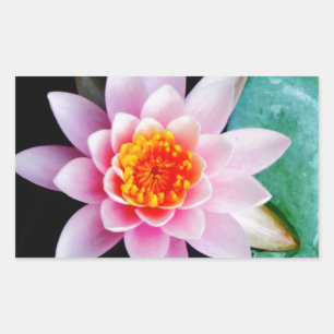 Sticker Rectangulaire Fleur de laine d'eau chaude rose et orange de lotu