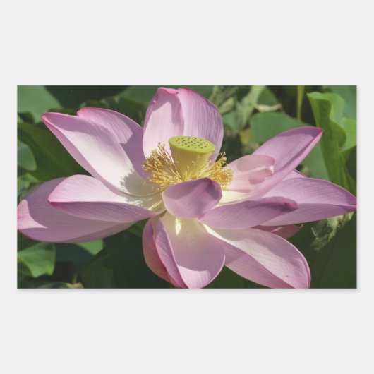 Sticker Rectangulaire Fleur de Lotus rose II Floral d'été (Devant)