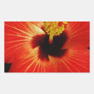 Sticker Rectangulaire Fleur d'Hibiscus rouge-orange