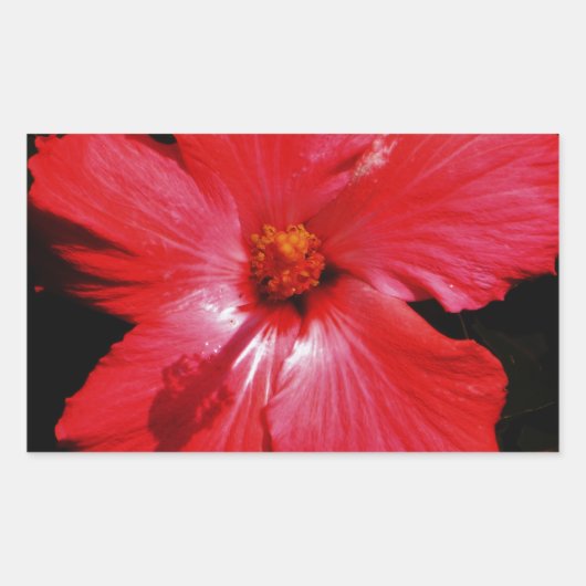 Sticker Rectangulaire Fleur d'Hibiscus rouge rose chaud sur noir (Devant)