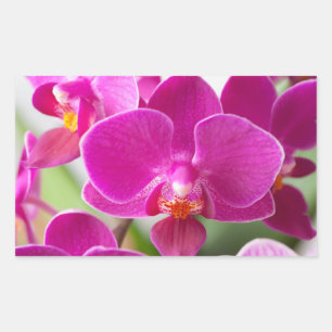 Sticker Rectangulaire Fleur d'orchidées roses - Modèle d'orchidées flora